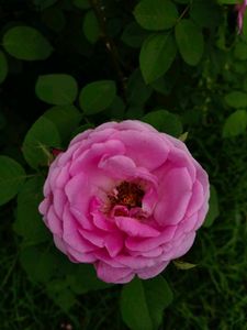 pink Rose steams 🌸