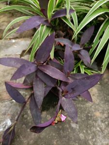 Plants for garden