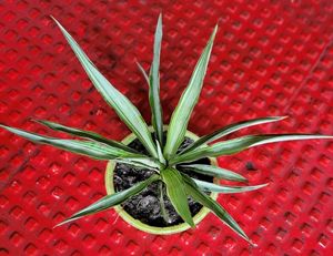 Agave Attenuata Small  Heat Tolerant &amp; Pot