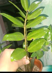 black &green zz plant cutting combo