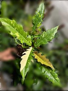 Variegated String of fire mother plant