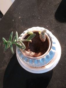 Decorative Potted Succulent Plant