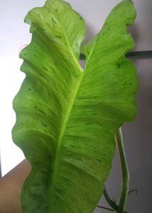 Paraiso Verde cutting