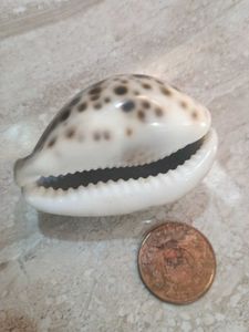 Natural Tiger Cowrie Seashell