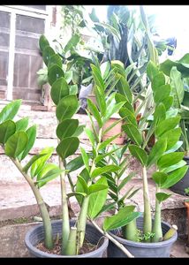 ZZ Plant