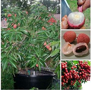 Litchi Fruit Seeds
