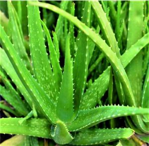 Healthy Aloe Vera Plant without Pot