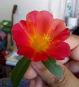 Portulaca grandiflora plant &amp; Pot