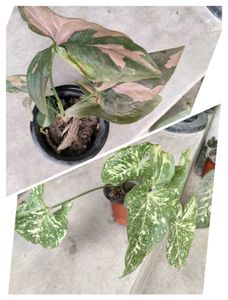 Rare Syngonium Plant Collection