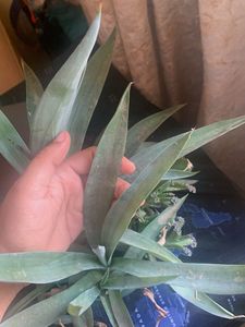 Agave