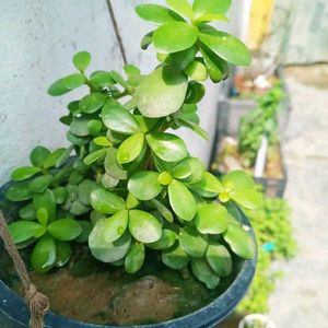 JADE PLANT