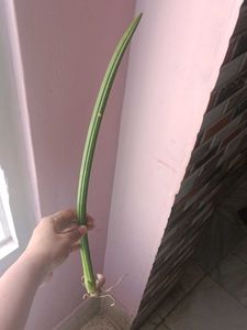 Unique sensiveria cylindrica