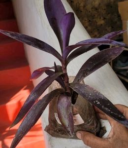 Purple Heart ❤️ Plant 🌵
