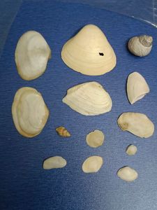 Antique Shells