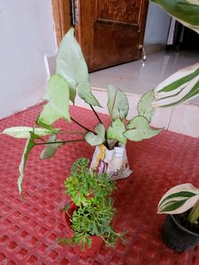 3 pack Arrowhead &amp; NeverNever &amp;Ming Areliaplants,