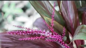 Syngonium Plant 🌵