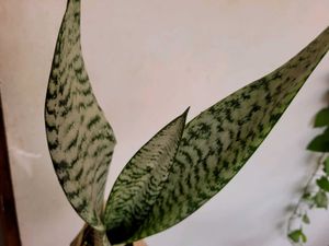 Set 2 Dwarf Snake Plant &amp; Money Plants🪴