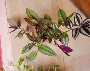 Pack 2 Zebronics &amp;Tradescantia fluminensis Pl