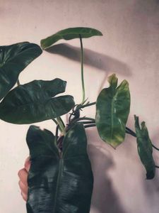 Philodendron Burle Marx [M]