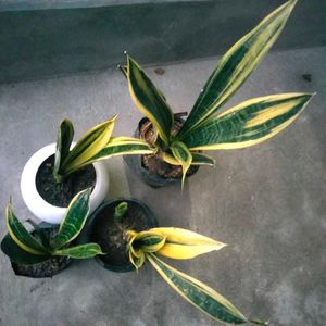 Snake Plant Collection(4 quantity) shipping barero