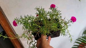 Pack 2 Portulaca grandiflora &amp; Callisia Fragrans: