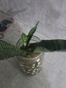 Snake Plant