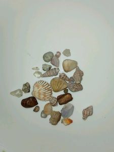 Natural Beach stones and 🐚 shells✨️