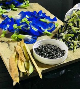butterfly pea plant seeds