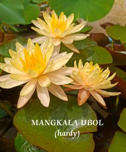 Water Lily