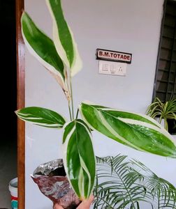 Pack 2 Tulsi &amp; Ctenanthe pilosa Plant 🪴