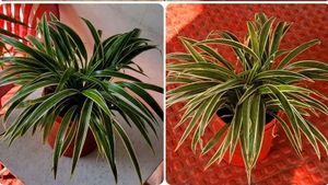 🌴Chlorophytum laxum  Plant 🪴 & pot