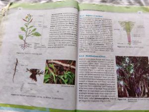 class 11 all NCERT books for science