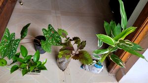 4 Set Plants🪴