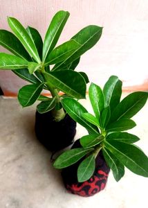 Healthy Adenium Combo