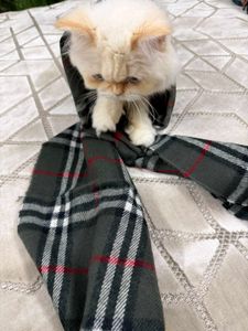 Burberry Classic Check Scarf
