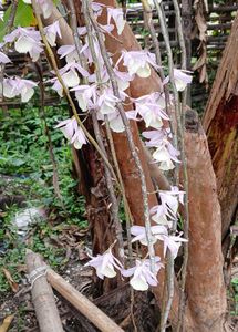 pink orchid plant