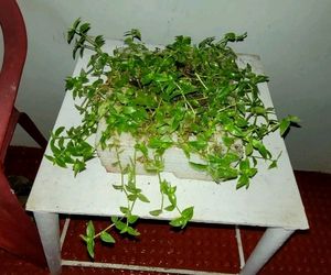 Tradescantia fluminensis plants &amp; pot