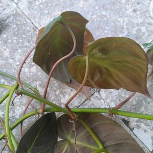 Copper Color Shading Money Plant's Cuttings
