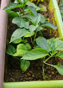 Healthy Belpatra Plant 🪴 (pack of 10 )