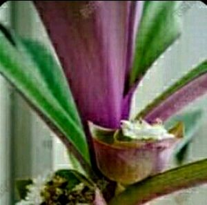 Pack 2 Moses in the Cradle Plant🪴&amp; Pot