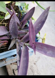 Mogra Plant &amp; 3plant Combo