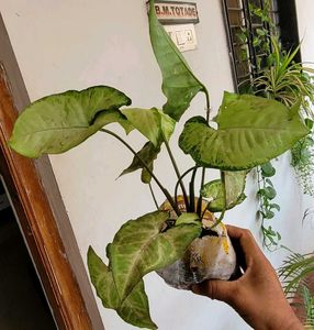 Set 3 Arrohead &amp; Pink Heart &amp; Syngonium Plants