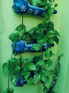 BUY ONE GET THREE Live Money Plant For Good Luck