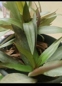 10 Plant combo