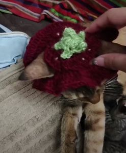 kawai strawberry pet hat😽