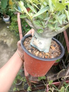 Adenium Arabicum Live Plant (Ggk+Baz)