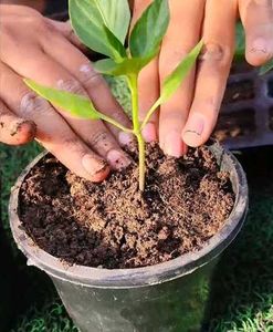 chilli Seedling or Saplings