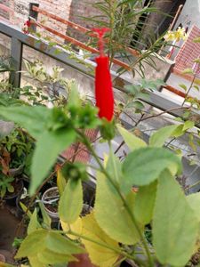 Chilli Hibiscus red