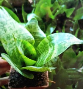 snake plant