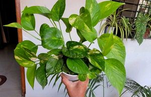 Set 2 Evergreen Money &amp; Arrowhead Plant &amp; Pot
